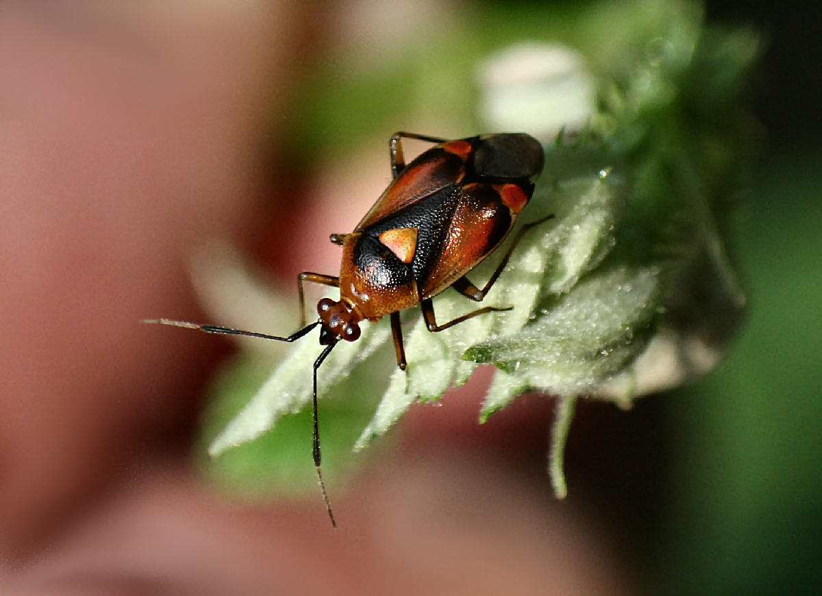 Deraeocoris ruber ? S